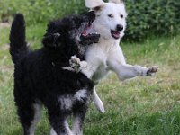 Puppys van Bliss040622-0004